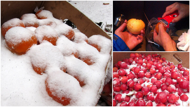 　東北水果。以為水果要會凍壞，但其實不會。<br /><br />　橙色為柿子，團友稱它為凍柿。慢慢解涷或浸在水裡解凍再削皮，味道很不錯，值得一試。