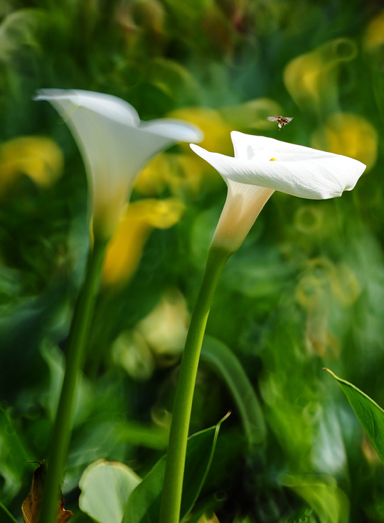 D70_7346a.jpg