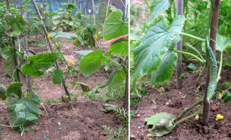 　而絲瓜旁的三棵莫名苗真相大白了，該是青瓜，奇怪的是，早前我好似沒種下青瓜種子。