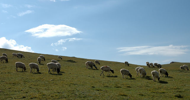 　巴音布魯克草原，蒙古語意為“富饒的泉水”，位於天山南麓，面積約23835平方公里，是一個理想的高原夏季牧場。<br /><br />　在這里你會感到天地之間是這麼的近。<br /><br />　羊是怕醜的動物，或者說是怕死的動物，一看見我們就掉頭走，也難怪的，一看我們就知道是食肉獸，走得慢就沒命了 。