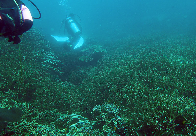　第二潛的地方不過15米，又是機仔出動的時間。<br /><br />　刁曼島魚不算多，但珊瑚據說不差。