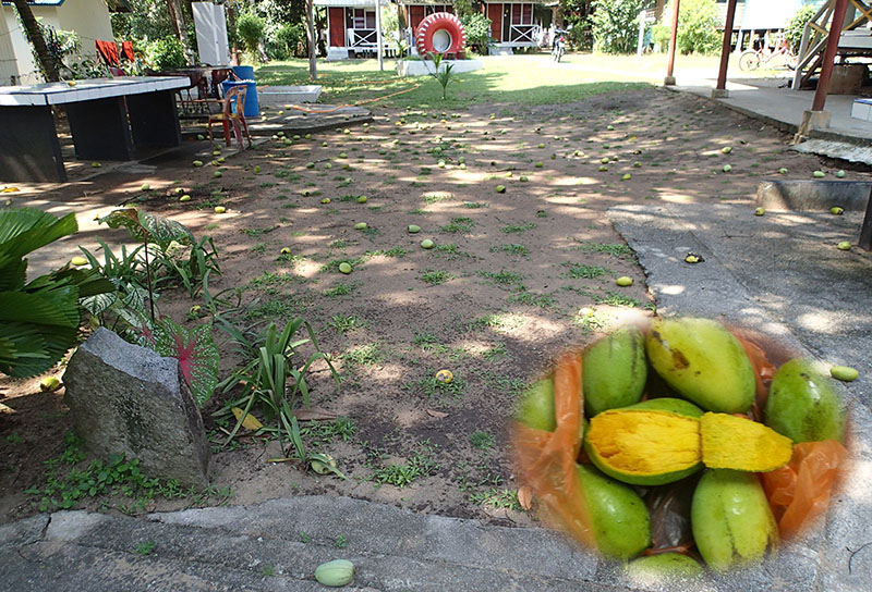 　島上最多的果樹可能是芒果，回程時當地人還拿了一大袋送給Burger。回來時正想一個接一個吃，但有人提醒芒果濕熱，只能節制一下了。