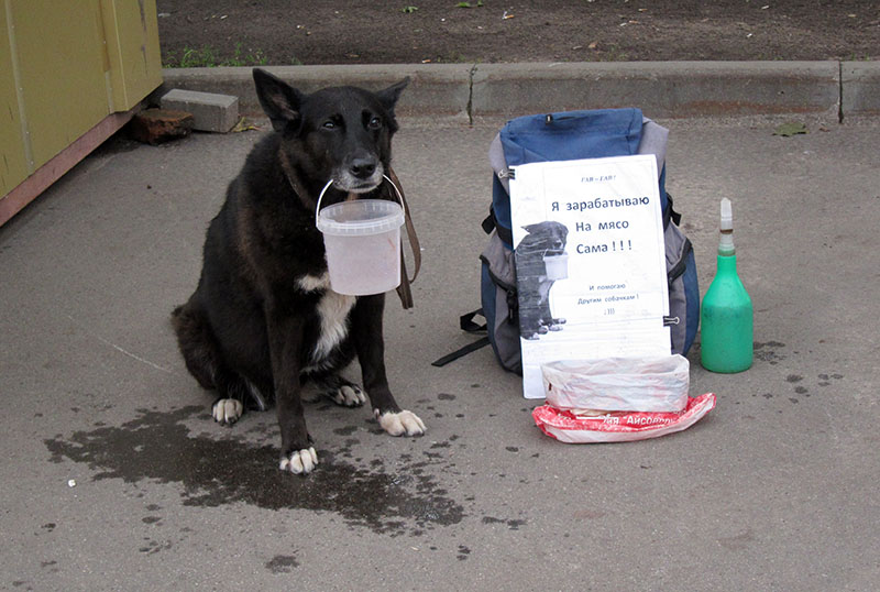　在莫斯科不多見乞丐，但乞丐狗反而見了好幾次。