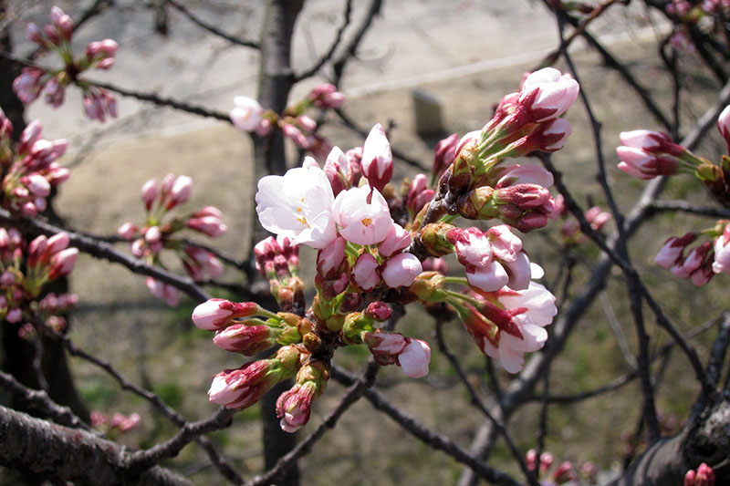 　來早了幾天，大多數櫻花都含苞待放，今年的櫻花期比去年遲了幾天。