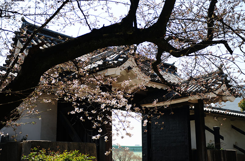 　單朵櫻花其實並不算太漂亮，但和古建築結合，很有1+1&gt;2的感覺。