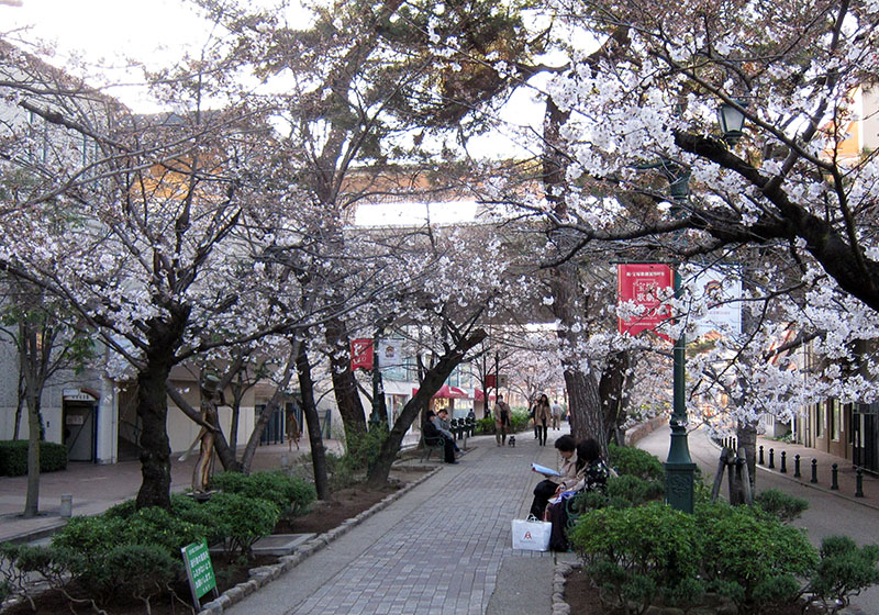 　路中間的花道，櫻花只開了三成左右，兩三日後該會更漂亮。