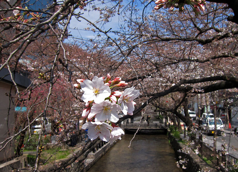 　旅館附近的祇園白川有不少櫻花，但櫻花只稀稀疏疏開了兩三成，看來京都櫻花的花期跟大阪差不多。