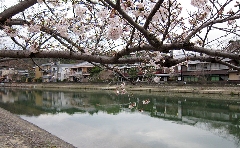 　河兩岸也有很多櫻花樹，如全開應會更漂亮。