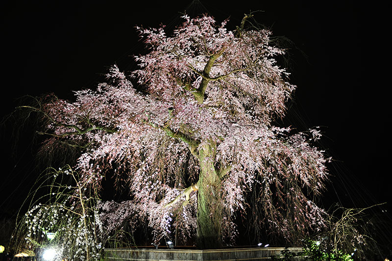 　八阪神社的夜櫻，其實正確位置可能是円山公園裡。