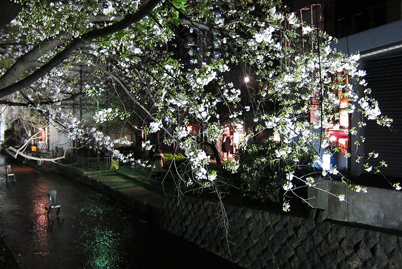 　回旅館再次途經祇園白川，這裡的夜櫻比白天的櫻花更迷人。