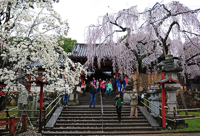 　冰室神社也在奈良公園附近，對比這附近的大寺大社，它算是小字輩，甚至不入流，但它門口那幾棵全開的櫻花，一定會吸引那些一心來看櫻花的遊客。