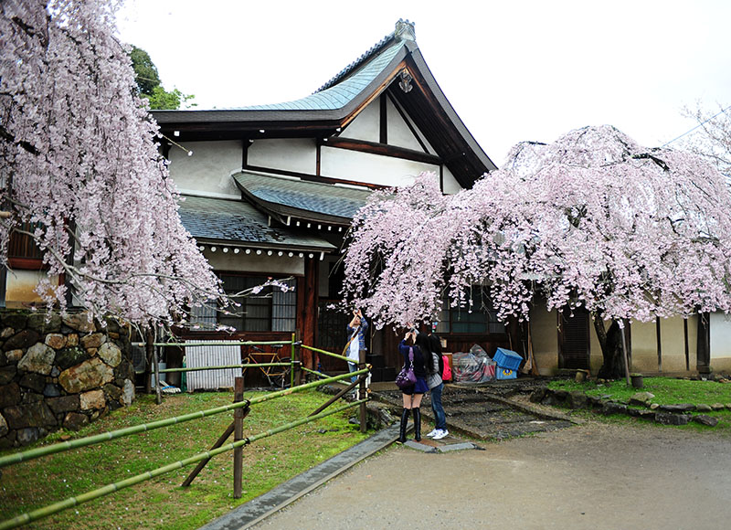 　相比周圍只開了七八成的櫻花，這裡全開的櫻花顯得很搶眼。原來冰室神社的大枝垂櫻是奈良市內最早開的枝垂櫻，又被稱為「奈良一番桜」。