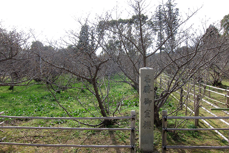 　仁和寺內200多株被稱為御室櫻的櫻樹為京都花期最遲的櫻花，每年4月下旬為最佳賞花時節。今天來連花蕾都看不到。<br /><br />　仁和寺之御室櫻，除了開花期晚於一般的枝垂櫻，更特別的地方在於，一般櫻花只生長於枝頭根梢，御室櫻卻是從頭到尾開滿了花，非常壯觀茂密。<br /><br />　此外，御室櫻之生長高度也略低於一般櫻花，大約在三公尺上下，因此京都人便用「低花」、來稱呼御室櫻。