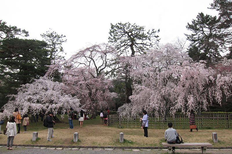 　京都御苑本來並非此行計劃內，但上午在哲學之道偶遇一對港人遊客，據說這裡的櫻花全開了，故來看看，現場所有櫻花樹果然是全開！