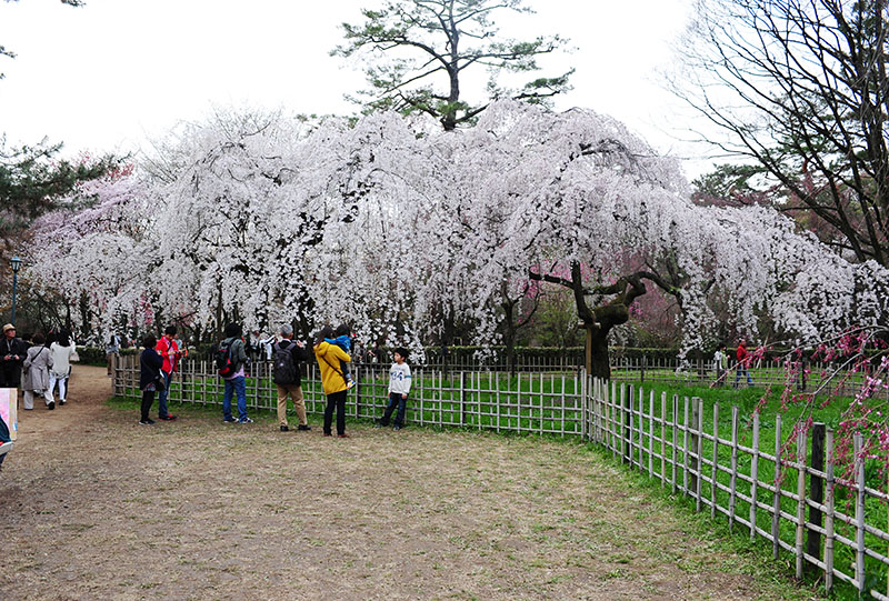 　此行參觀了不少櫻花，像這麼大棵的很少見，而這麼多大棵成林的更絕無僅有。