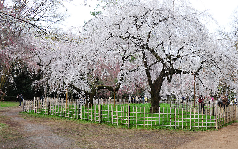 　能在行程尾聲看到這麼完美的櫻花樹，無憾了。