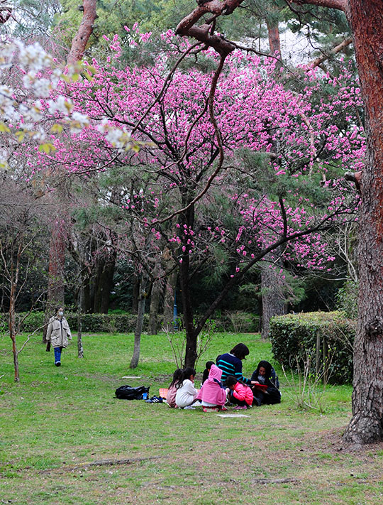 　日本民衆歷來非常重視櫻花的到來，視為春天的化身，櫻花一開，一家大小、三兩結伴，圍坐於盛開的櫻花樹下，一面品嘗美食，一面觀賞櫻花，悠閒自在，場面溫馨。