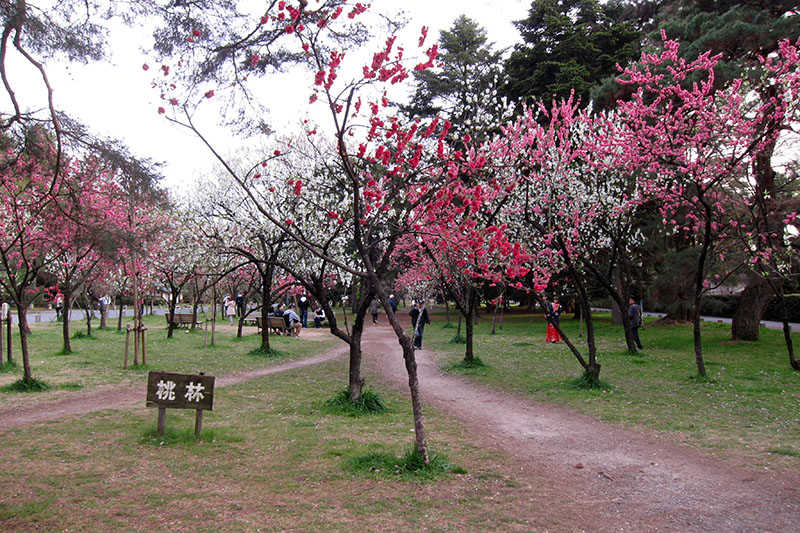 　除了櫻花樹外，苑內還有不少其他花樹。<br /><br />　桃花林。