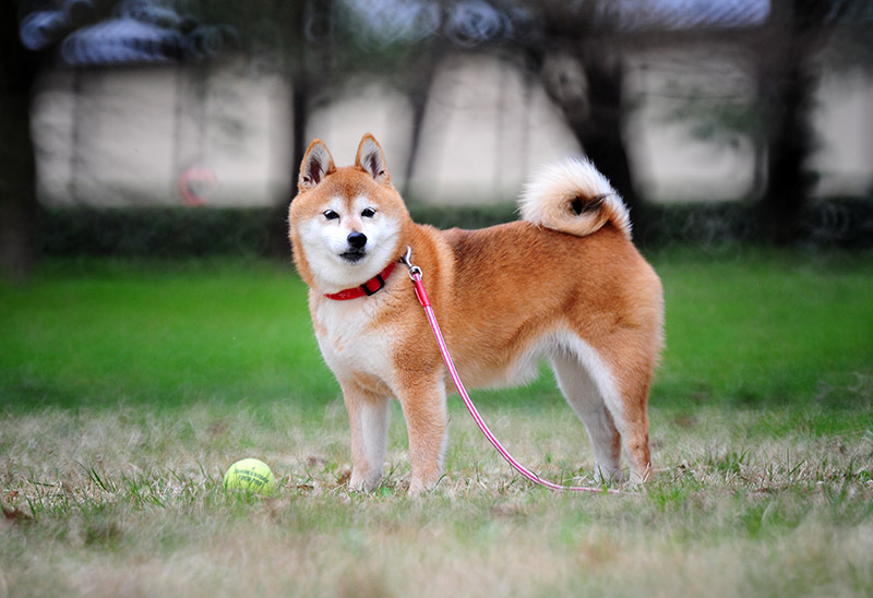 　這是傳說中的日本柴犬嗎？