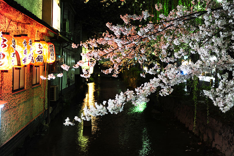 　夜櫻結合日本元素，更有地方特點及記念價值。
