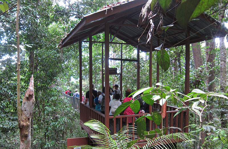 　過去為植物學家觀測雨林生態而搭建的樹頂吊橋，現已改裝並開放供一般遊客使用。<br /><br />　吊橋另外加收費，成人：RM5，小童：RM2.5，小小童免費；相機RM5。