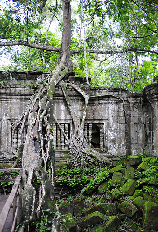 　同其它淹沒在叢林的寺廟一樣，對寺廟破壞力最大的還是生命力驚人的樹木。