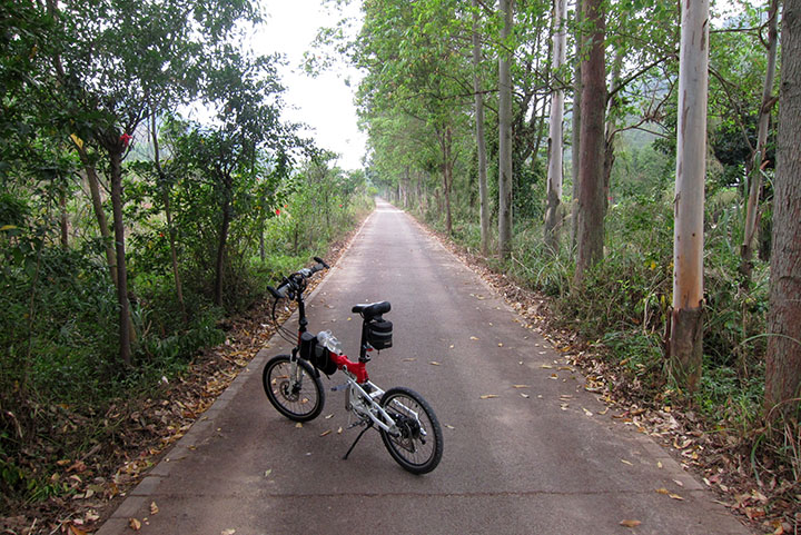 　途徑的黃楊大道，七成有單車徑。