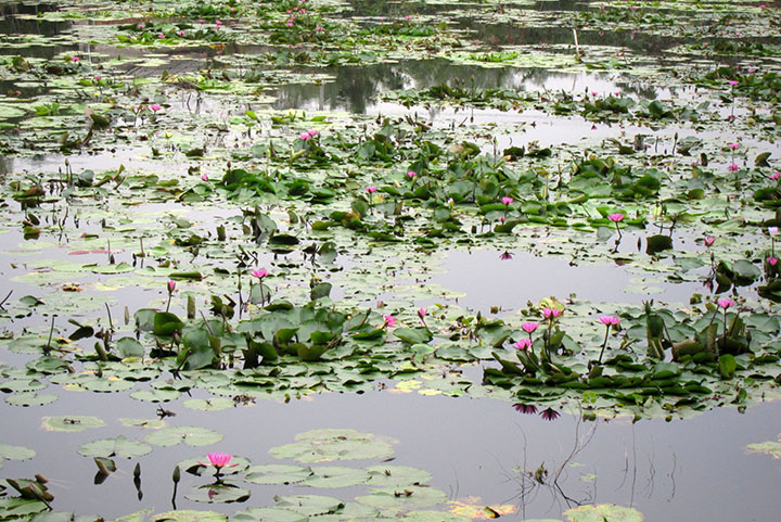 　庄口有兩個荷花池及蓮花池，夏天相信會更加壯觀。不禁令我想起早前誤以為柬埔寨崩密列是荷花池的景象。