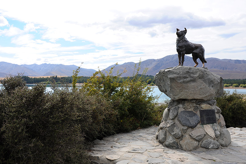 　教堂附近還有一座牧羊犬的銅像。<br /><br />　據說如把紐西蘭的羊分給紐西蘭的人，每人能分到10頭羊，要管理這麼多羊，牧羊犬該居功不小。
