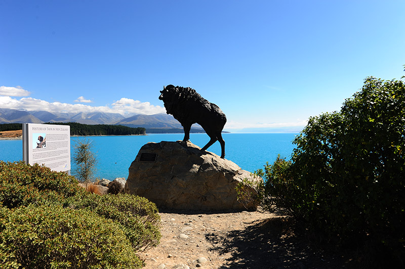 　Lake Pukaki Information Center就在庫克山入口附近，昨日天氣多雲，今天原路出來再看看晴天的Lake Pukaki。