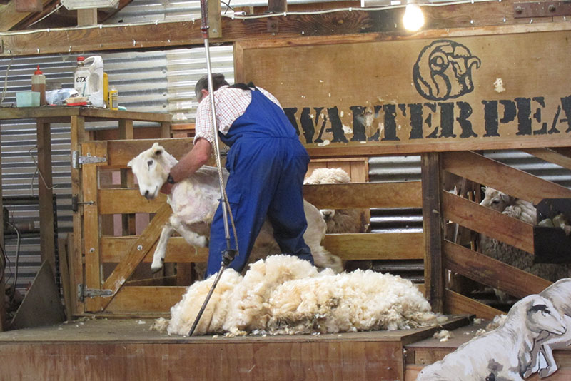 　大約5分鐘後，一張大羊毛就出來了，羊一反過來又精神爬起來了，看來綿羊是一被反身就放棄掙扎了，初時還以為是把綿羊打暈才拖出來剪羊毛的：）