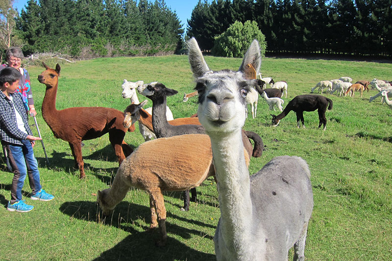 　初時還以為羊駝是羊跟駱駝的新混合物種，原來人類飼養羊駝已超過六千年的歷史了。<br /><br />　現在九成以上的羊駝生活在南美洲的祕魯及智利的高原上，約300萬隻左右。