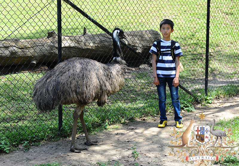 　鴯鶓（Emu)，是現存世上除了鴕鳥以外最大的鳥類，為鴯鶓屬唯一的物種。由於僅分布於澳洲，是國徽上的動物之一，也譯作澳洲鴕鳥。