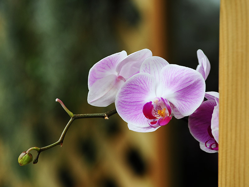D70_7453a.jpg