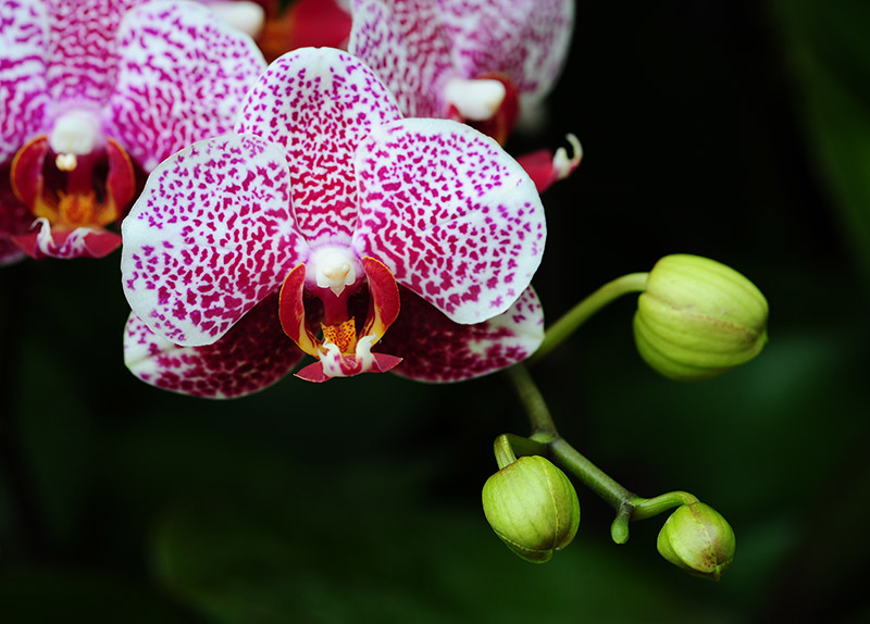 D70_7460a.jpg