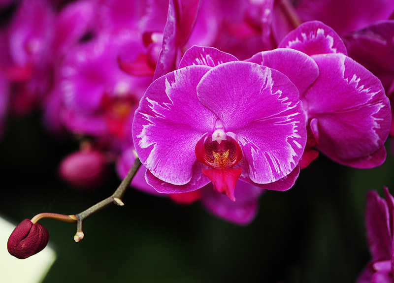 D70_7429a.jpg