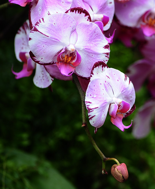 D70_7439a.jpg