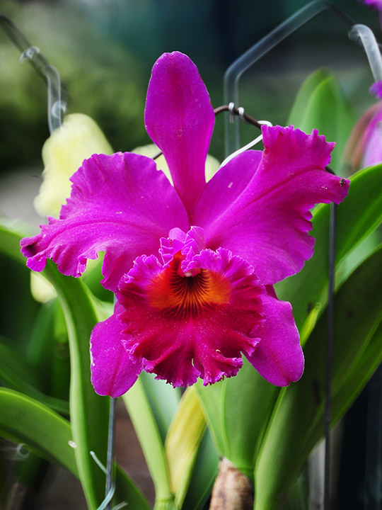 D70_7494a.jpg