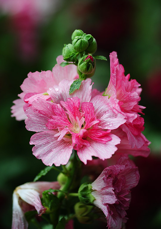 D70_7381a.jpg