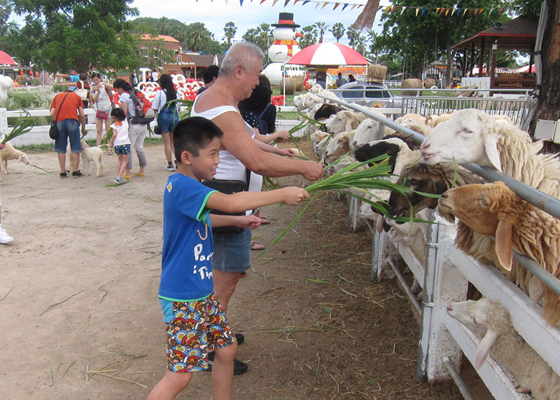 　入園後憑票可免費獲一束草喂羊，大家都喂得很開心。