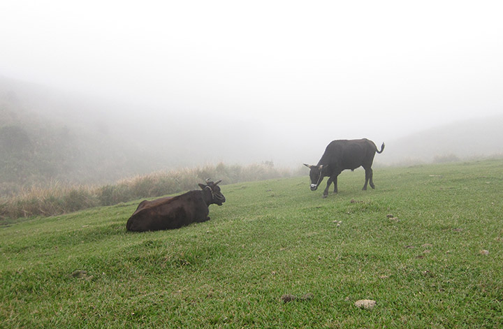　除了遊客外，山上還有些牛牛享受著這美景。