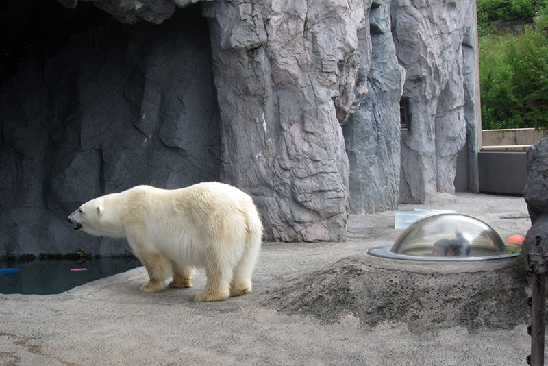 　北極熊似是此園的明星，為了近距離觀看北極熊，排了近半小時的隊。