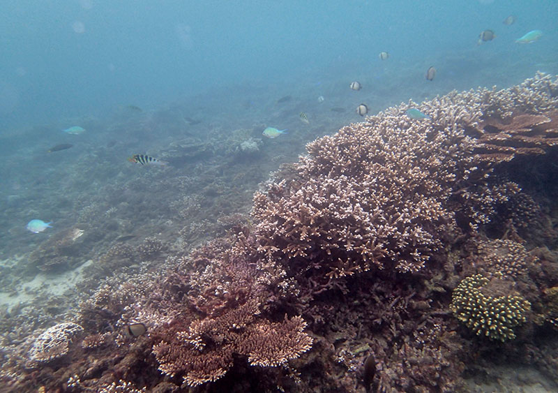 　水溫約27℃，珊瑚及魚類比想像中多一些，但能見度只有2~3米。