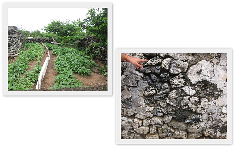 　這裡的菜園都有圍墻，蹭聽得知，原來澎湖終年少雨，海風強盛，土壤帶鹽分令植蔬生長不易，居民也利用硓咕石在住宅或菜圃前圍起疏朗的矮牆，用以防風，此種建築又稱為菜宅。<br /><br />　現場咾咕石聽成老虎石，其實咾咕石是指珊瑚屍體。