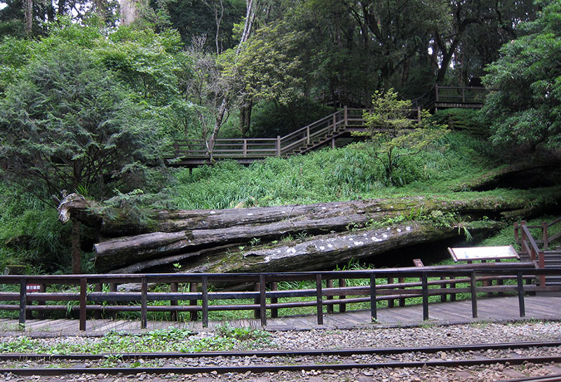 　阿里山的原有招牌---神木，現只靜靜地躺在神木火車站旁向遊人告別。<br /><br />　樹齡達三千年以上的阿里山神木，原樹高52公尺，為阿里山最大巨木之一。1997年7月1日，因大雨而有半邊倒塌。後來林務局為尊重生命，順應自然及保護遊客安全，1998年6月將神木放倒置於原地供人觀賞。
