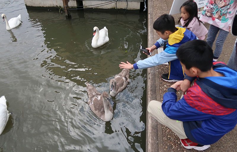 　在河邊給小朋友玩一會兒天鵝當望梅止渴吧。