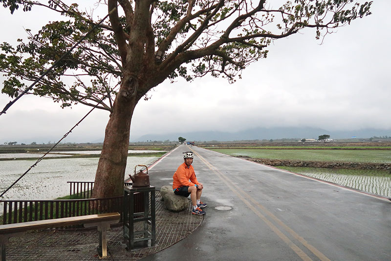 　金城武樹，是伯朗大道上的一棵茄苳樹，因2013年6月長榮航空所拍的廣告中，金城武坐在我那裡，此樹也因此暴紅，為伯朗大道的地標。