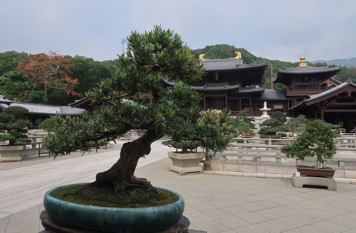　寺院建築可觀，但院中不少盤栽及樹本也很精美。
