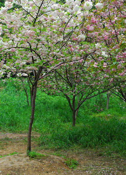 　櫻花路山坡下還有幾棵小櫻花樹，但大片的大櫻花樹才是壯觀。