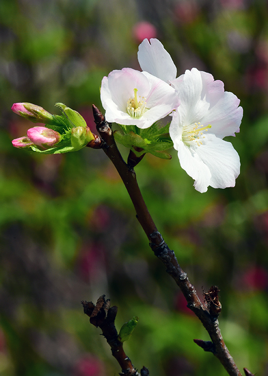 小喬櫻（Cerasus speciosa “Xiaoqiao”）<br />　 “小喬櫻”花蕾白色、帶紅暈，花白色，同一朵花由初開的淺粉紅色轉成粉紅色花瓣5枚，近圓形，花徑3.4~3.8cm；小喬櫻有薔薇花科淡淡的粉香，花色淡雅，清香宜人。花期約為3月至4月。是花色最淡雅的品種。